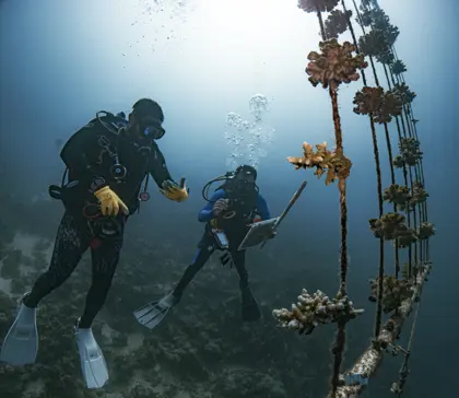 Coral Propagation and Restoration Project in Jeddah